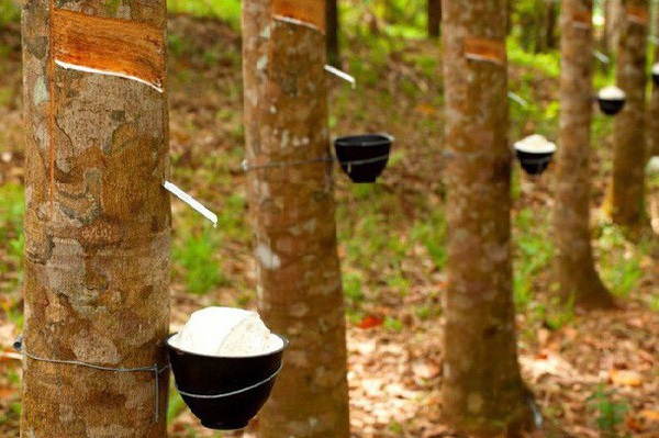 Cao su châu Á bắt đầu xu hướng tăng